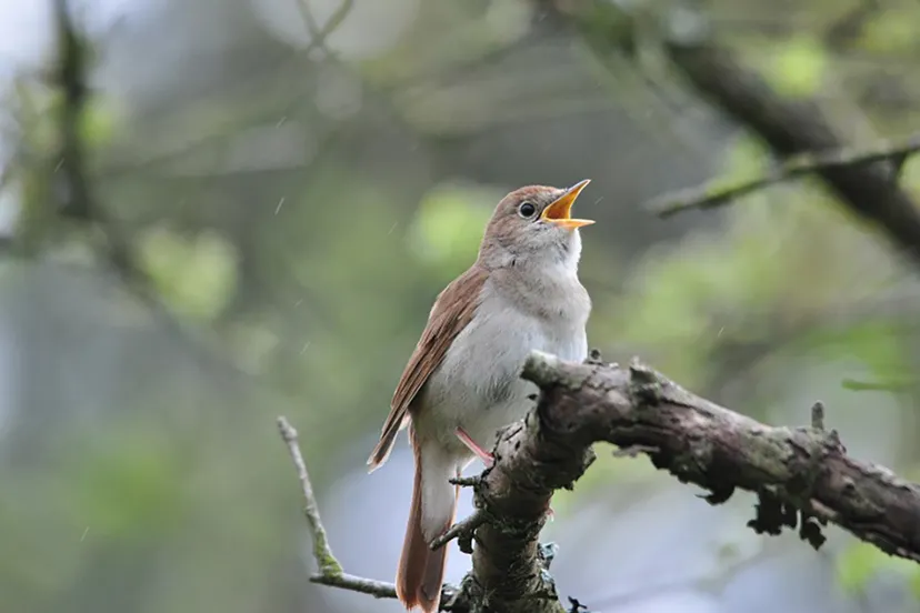 unieke gratis tentoonstelling zangvogels in het koetshuijs in heemskerk 1