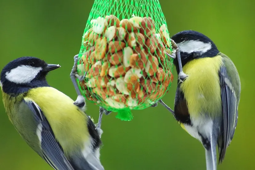 vogels op kinderboerderij dierendorp