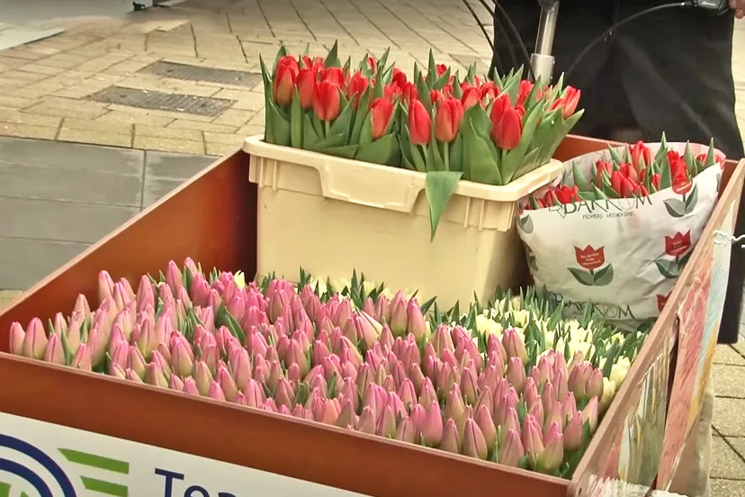 week van de tulp ijmond nieuws