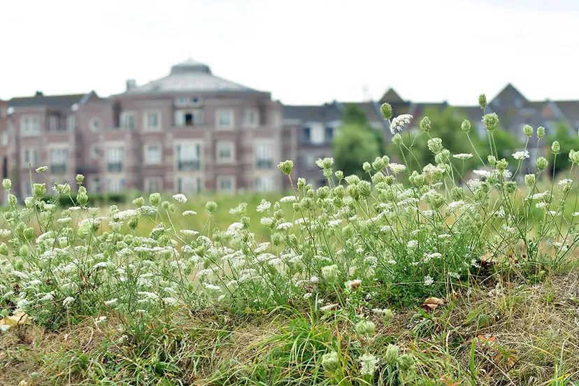 wilde peen aan de rand van een speelveld small