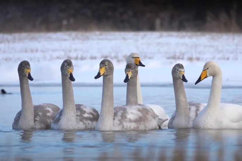 wilde zwanen omroep heemskerk
