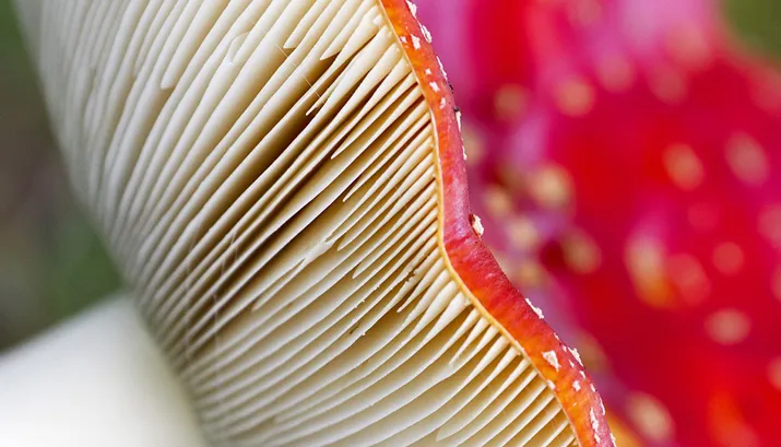 wim meijer fotografie herfst banner