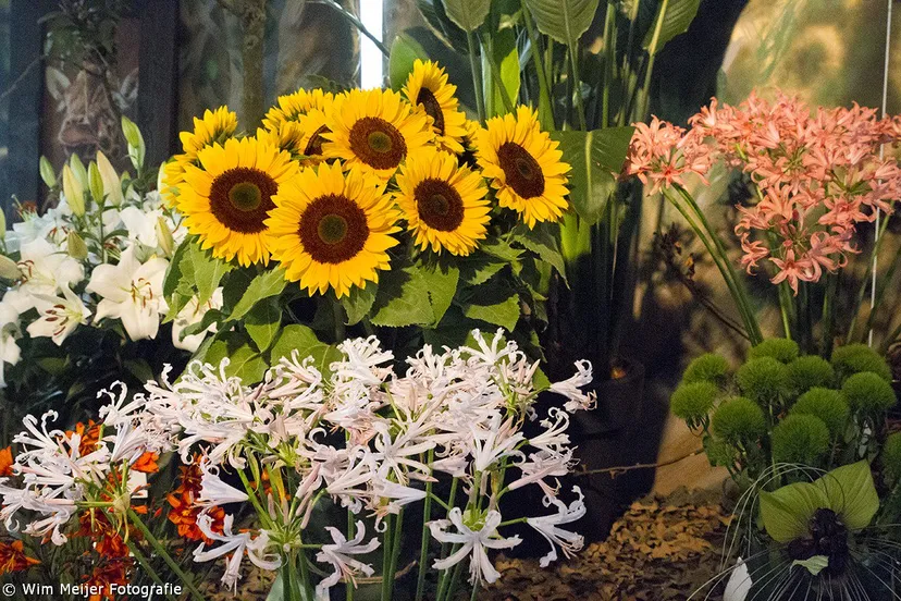 wim meijer fotografie img 1618