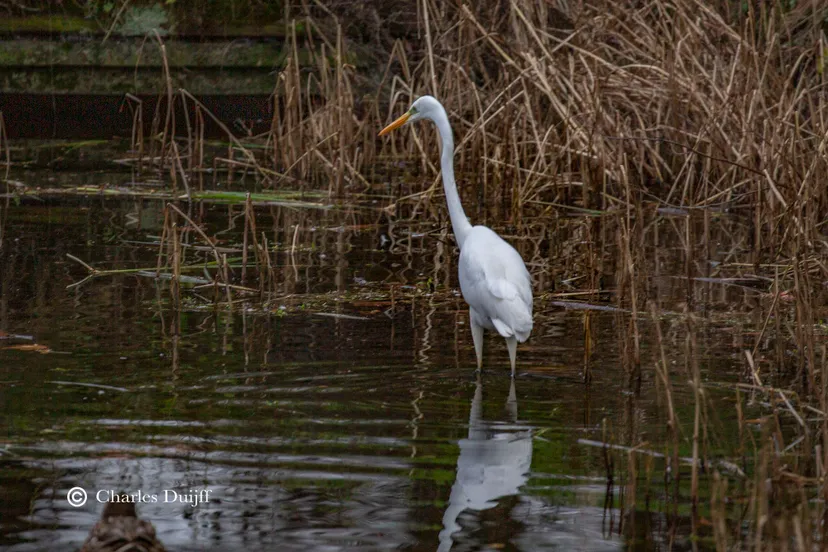 witte reiger