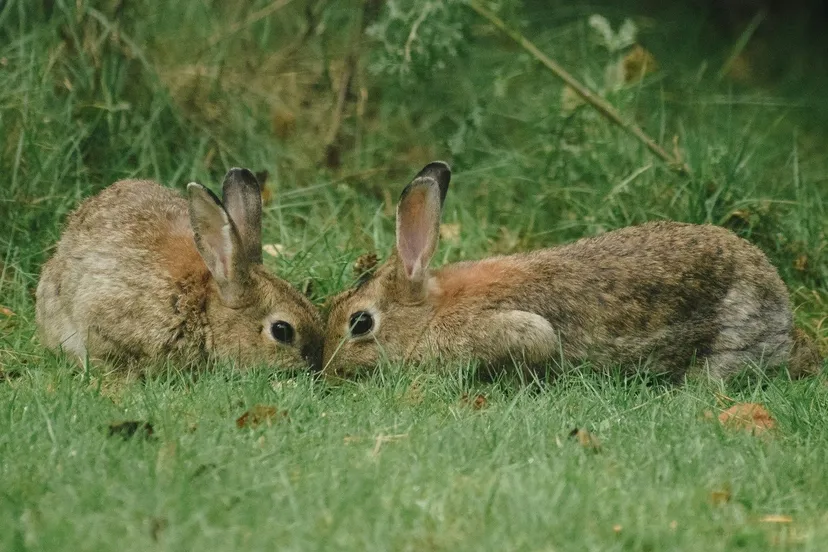 jisca lucia whqu2 uprrc unsplash cr