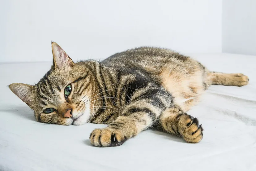 krakenimages mgreujotayk unsplash kopieren