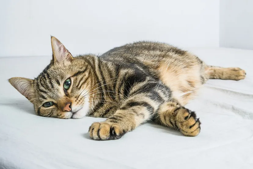 krakenimages mgreujotayk unsplash 1 kopieren