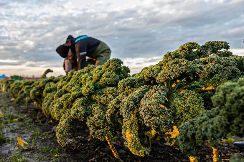boerenkool oogsten rene prins kopieren
