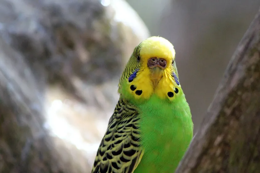 nature bird wing wildlife green beak 641926 pxherecom kopie