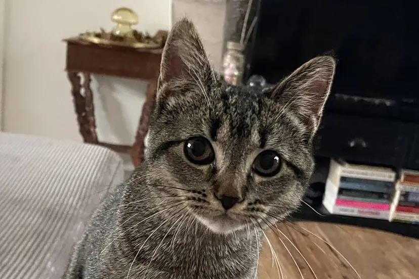 2132872 sb0rxnm6 ks 66 kopieren