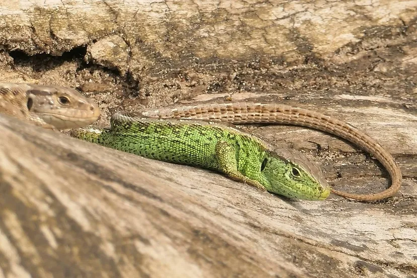 zandhagedissen theo westra