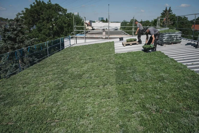 highres_sabprofildachbegruumlnung-76