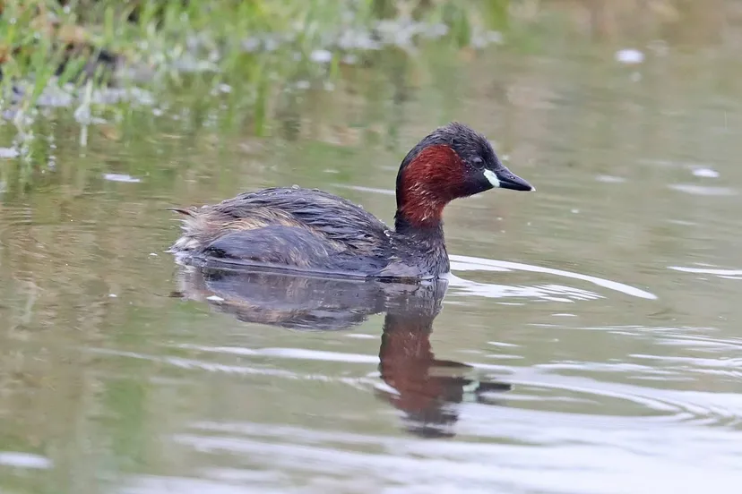 Dodaars_zomerkleed_Rene van Rossum_klein