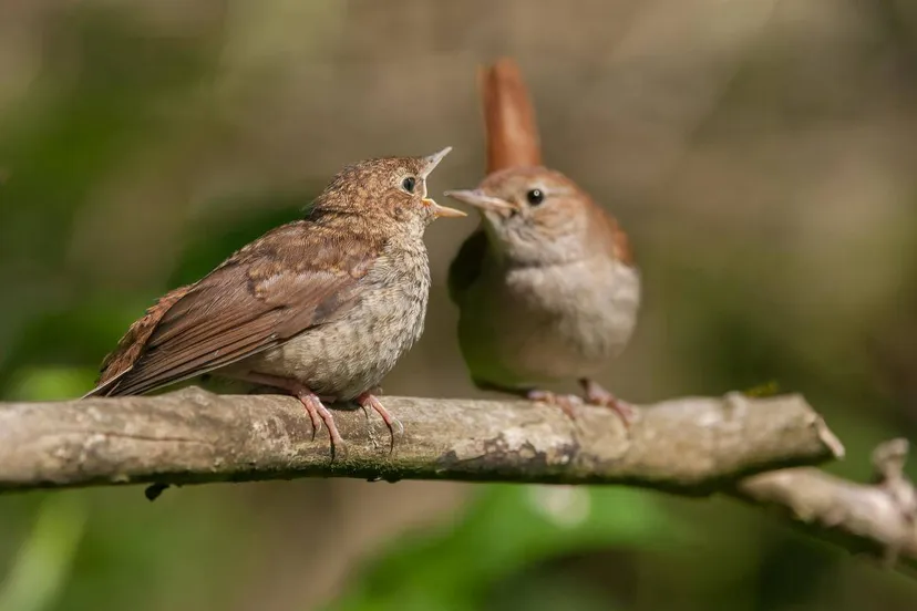 nachtegaal met jong-klein