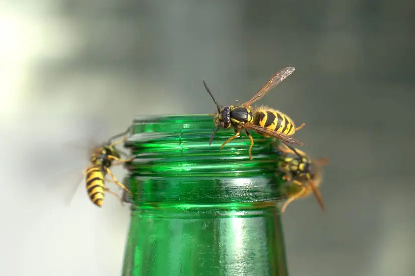 webandi-wasps-plague-3691852