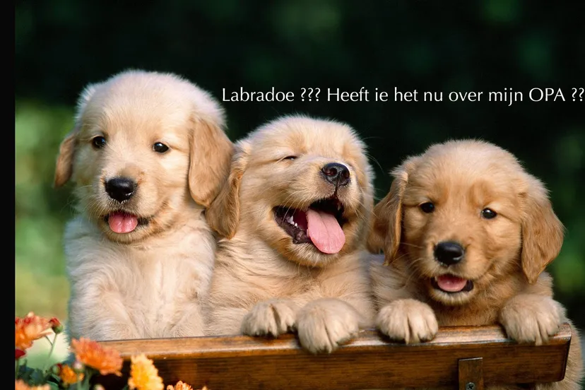 baby labrador retriever wide high resolution wallpaper download labrador photo free doggy best friend free 1600x1200