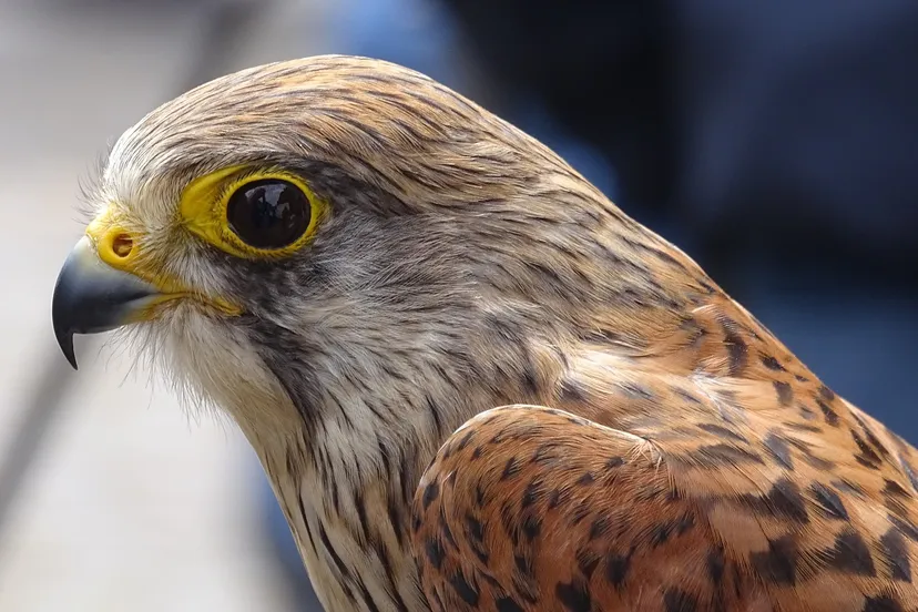 bird of prey 2648601 1920