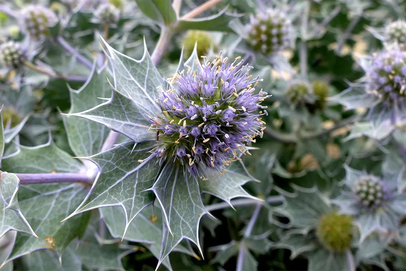 blauwe zeedistel eryngium maritimum door theo baas
