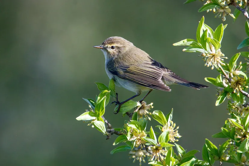 chiffchaff g05afa5fa4 1920