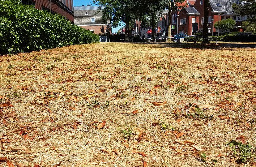 csm 30gazon 850f3888a8