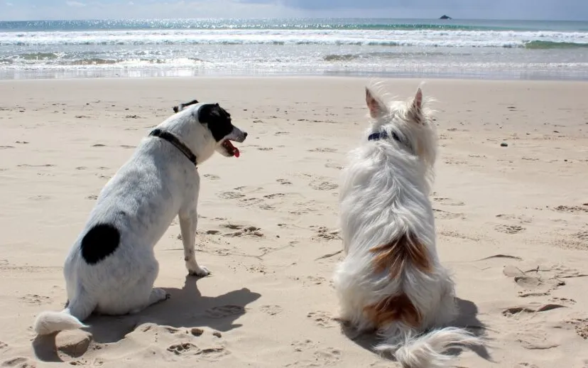 dog g54c51aff3 1920 915x518 1