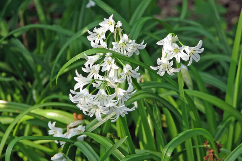 driekantig look scaled