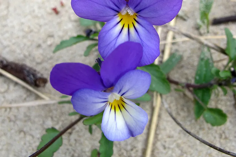 duinviooltje door theo baas