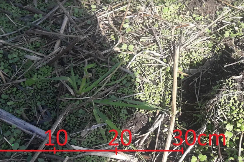 gezondekiemplantendichtheidmet de dreigingvankweek gras