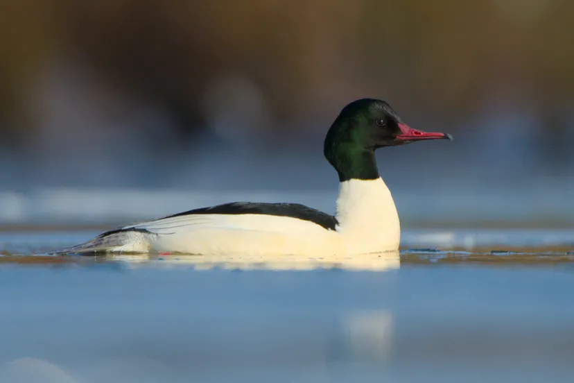 grote zaagbekeend door nico van kappel1 scaled