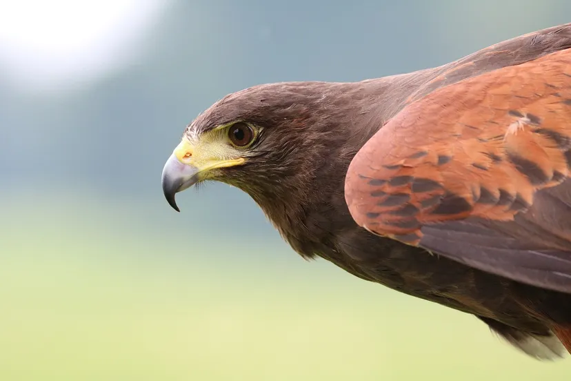 harris hawk gcfdfb37f8 1280