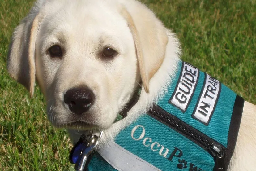 i 1 32075 labradorretriever wp3