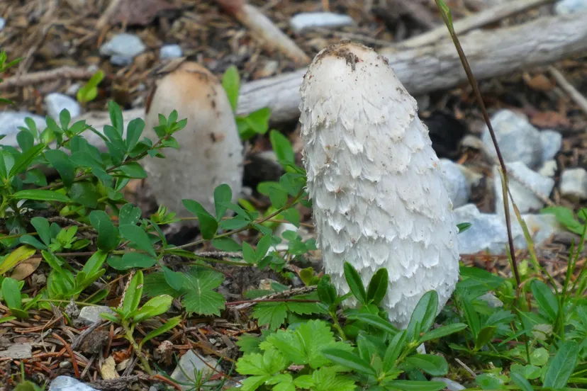 mushroom g60d227aec 1920