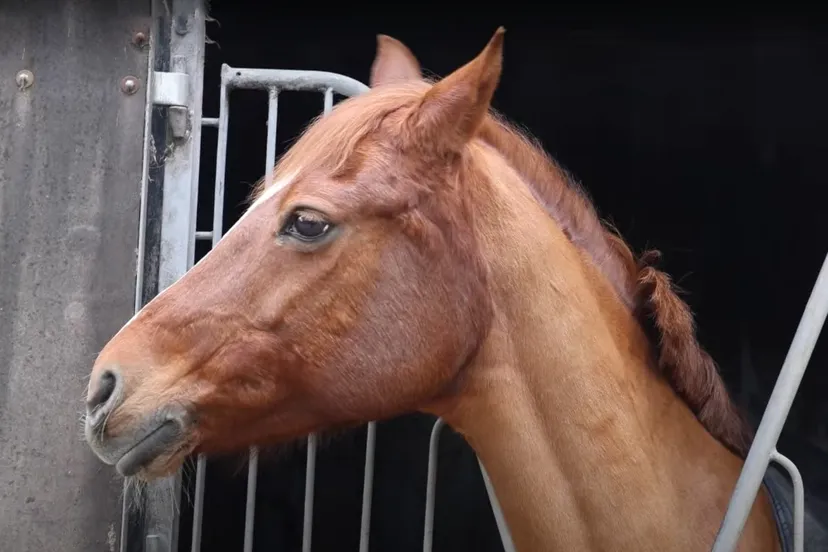 naaldenhof zandvoort inside