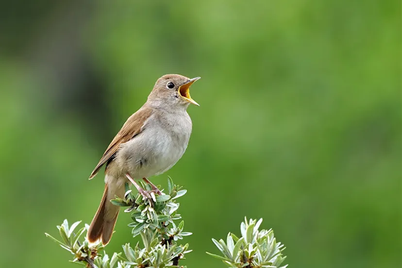 nachtegaal door henk bos kopieren