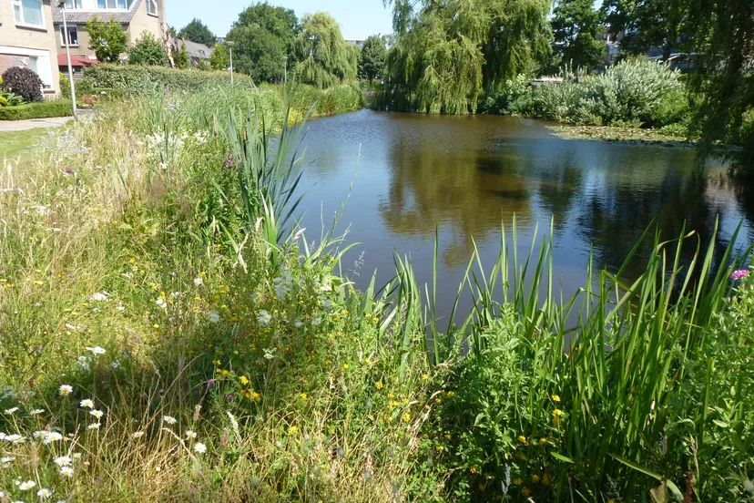 natuurvriendelijke oever in boskoop hoogheemraadschap rijnland aangeleverd