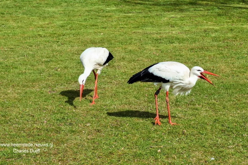 ooievaars