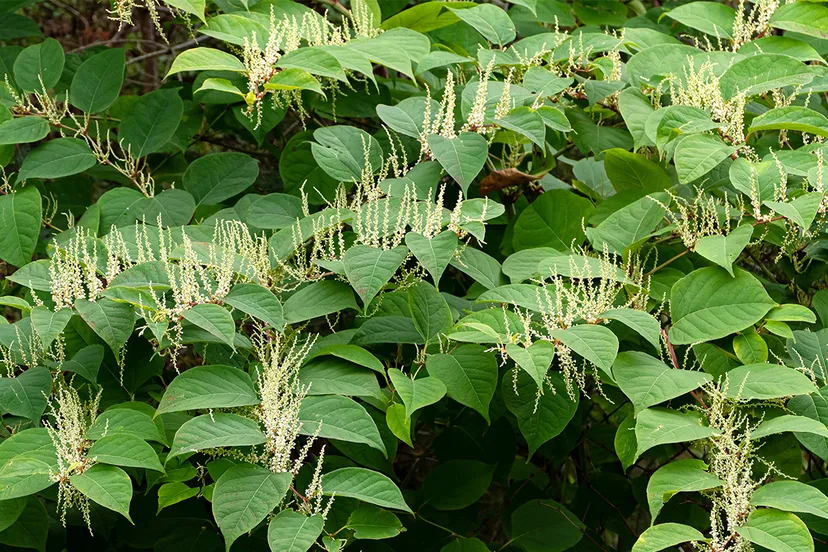 reynoutria japonica in brastad 1 wiki