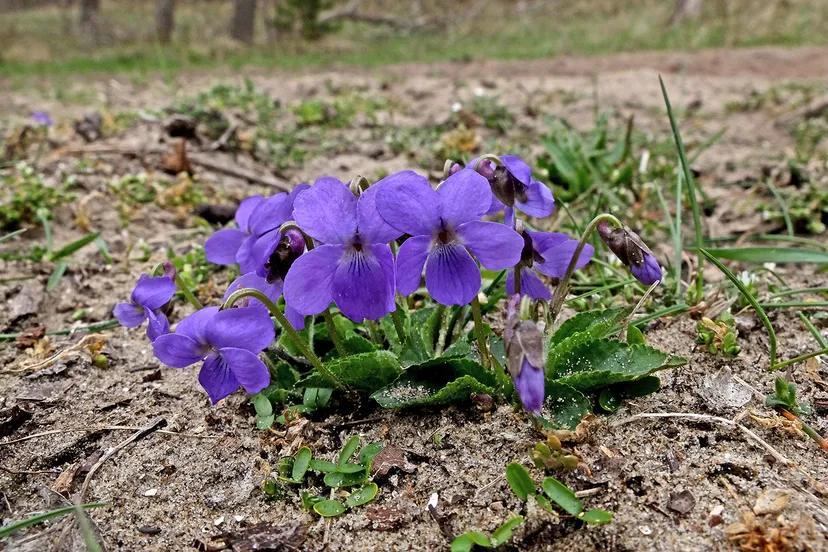 ruig viooltje theo baas kopieren