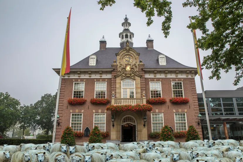 schapen raadhuis