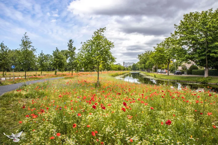 vrijheidsdreef uitgelicht