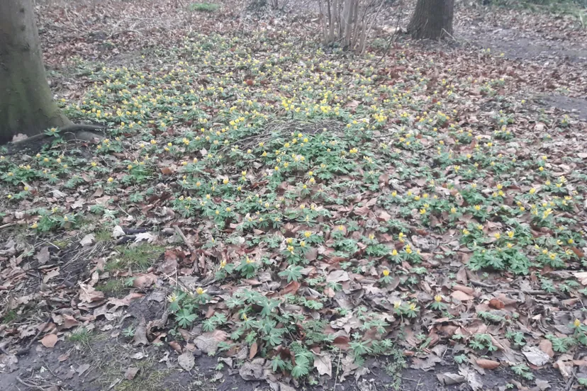 wk10 winterakonieten