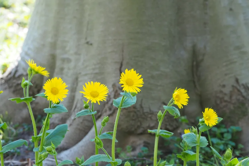 wk16hartbladvoorjaarszonnebloem