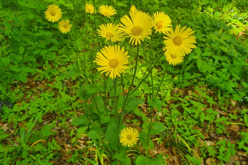 wk17weeg breevoorjaarszonnebloem