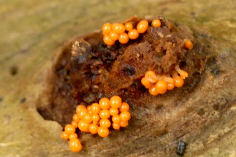 wk47myxomycota indetslijmzwam