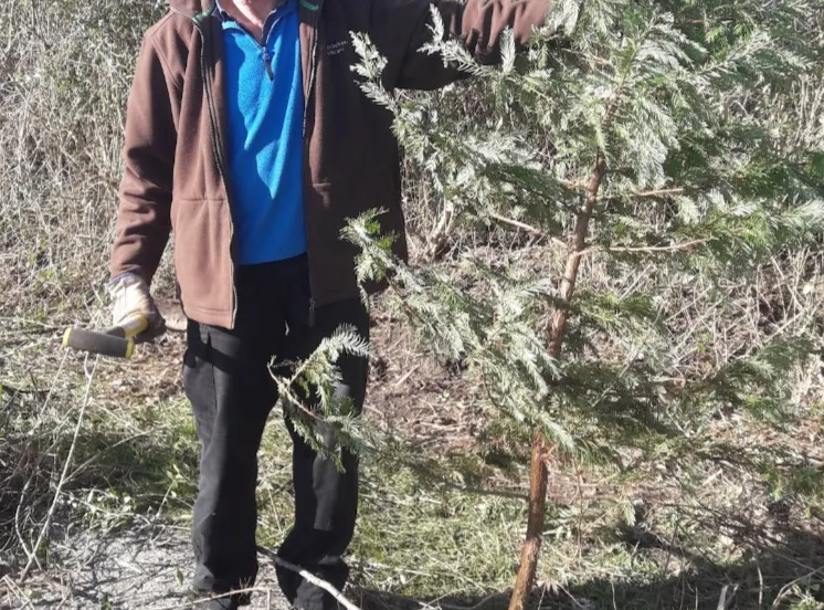 wk9 afgezaagde sequoia