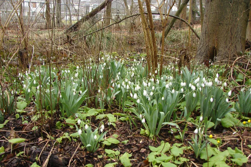 27oktobervoorjaarsbollen