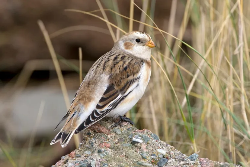 sneeuwgors rene van rossum