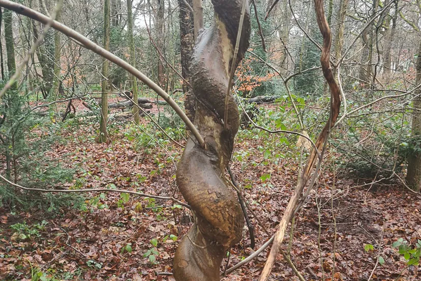 natuurnieuws heemstede 26 januaieffect van kamper foelie
