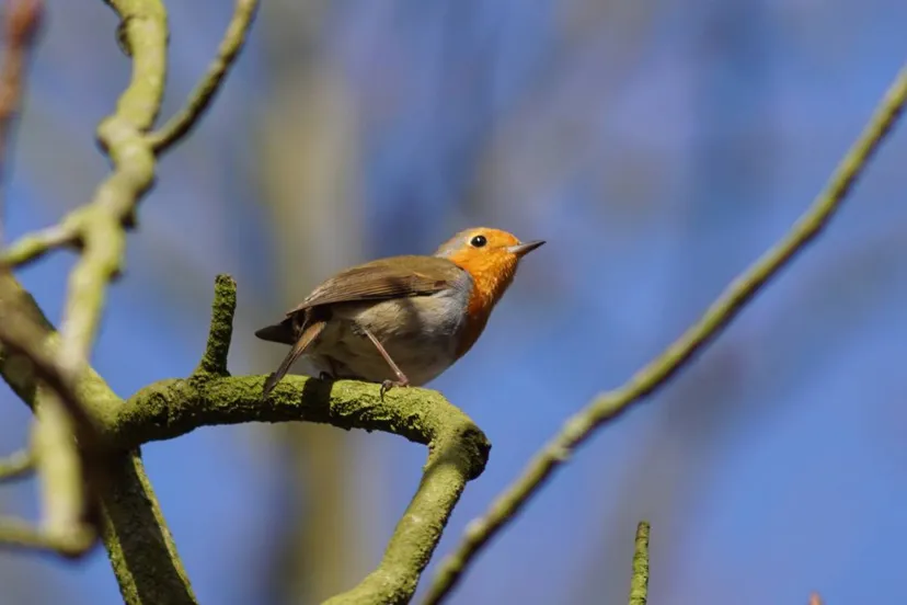 beeld bij vogelzang op leyduin