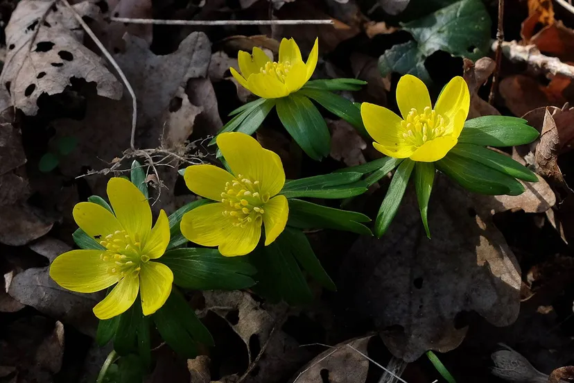 winterakoniet theo baas 1 kopie